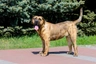 Presa Canario Dogs Breed - Information, Temperament, Size & Price | Pets4Homes