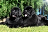 Newfoundland Dogs Breed - Information, Temperament, Size & Price | Pets4Homes