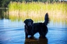 Flat coated Retriever Dogs Breed - Information, Temperament, Size & Price | Pets4Homes