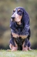 Basset Bleu De Gascogne Dogs Breed - Information, Temperament, Size & Price | Pets4Homes