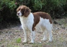 English Springer Spaniel Dogs Breed - Information, Temperament, Size & Price | Pets4Homes
