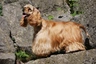 American Cocker Spaniel Dogs Breed - Information, Temperament, Size & Price | Pets4Homes