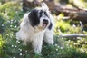 Tibetan Terrier Dogs Breed - Information, Temperament, Size & Price | Pets4Homes