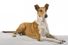 Smooth Collie Dogs Breed - Information, Temperament, Size & Price | Pets4Homes
