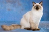 Ragdoll Cats Breed - Information, Temperament, Size & Price | Pets4Homes