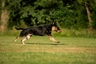 German Shepherd Dogs Breed - Information, Temperament, Size & Price | Pets4Homes