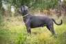 Cane Corso Dogs Raza - Características, Fotos & Precio | MundoAnimalia