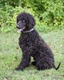 Irish Water Spaniel Dogs Breed - Information, Temperament, Size & Price | Pets4Homes