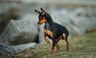 Miniature Pinscher Dogs Breed - Information, Temperament, Size & Price | Pets4Homes