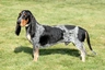 Basset Bleu De Gascogne Dogs Breed - Information, Temperament, Size & Price | Pets4Homes