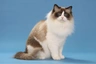 Ragdoll Cats Breed - Information, Temperament, Size & Price | Pets4Homes