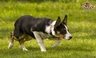 Welsh Collie Dogs Breed - Information, Temperament, Size & Price | Pets4Homes