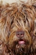 Portuguese Sheepdog Dogs Breed - Information, Temperament, Size & Price | Pets4Homes