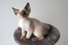 Devon Rex Cats Raza - Características, Fotos & Precio | MundoAnimalia