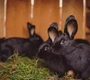 Siberian Rabbits Breed - Information, Temperament, Size & Price | Pets4Homes