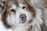 Canadian Eskimo Dog Dogs Breed - Information, Temperament, Size & Price | Pets4Homes