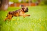 Griffon Bruxellois Dogs Breed - Information, Temperament, Size & Price | Pets4Homes
