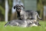 Schnauzer Dogs Breed - Information, Temperament, Size & Price | Pets4Homes