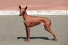 Perro Sin Pelo de Perú Dogs Raza - Características, Fotos & Precio | MundoAnimalia