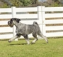 Schnauzer Dogs Breed - Information, Temperament, Size & Price | Pets4Homes