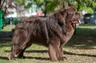 Newfoundland Dogs Breed - Information, Temperament, Size & Price | Pets4Homes