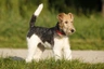 Fox Terrier de Pelo Duro Dogs Raza - Características, Fotos & Precio | MundoAnimalia
