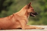 Thai Ridgeback Dogs Breed - Information, Temperament, Size & Price | Pets4Homes
