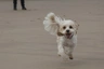 Cavachon Dogs Breed - Information, Temperament, Size & Price | Pets4Homes