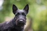 Scottish Terrier Dogs Raza - Características, Fotos & Precio | MundoAnimalia