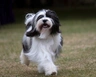 Tibetan Terrier Dogs Breed - Information, Temperament, Size & Price | Pets4Homes