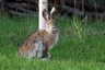 Alaska Rabbits Breed - Information, Temperament, Size & Price | Pets4Homes