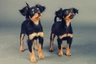 Russian Toy Terrier Dogs Breed - Information, Temperament, Size & Price | Pets4Homes