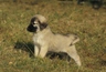 Anatolian Shepherd Dogs Breed - Information, Temperament, Size & Price | Pets4Homes