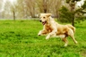 Golden Retriever Dogs Breed - Information, Temperament, Size & Price | Pets4Homes