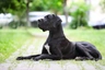 Great Dane Dogs Breed - Information, Temperament, Size & Price | Pets4Homes