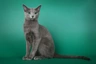 Russian Blue Cats Breed - Information, Temperament, Size & Price | Pets4Homes