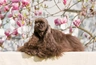 American Cocker Spaniel Dogs Breed - Information, Temperament, Size & Price | Pets4Homes