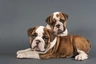 English Bulldog Dogs Breed - Information, Temperament, Size & Price | Pets4Homes
