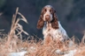 Cocker Spaniel Dogs Breed - Information, Temperament, Size & Price | Pets4Homes