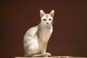 Singapura Cats Breed - Information, Temperament, Size & Price | Pets4Homes