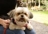 Morkie Dogs Breed - Information, Temperament, Size & Price | Pets4Homes