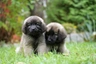 Leonberger Dogs Raza - Características, Fotos & Precio | MundoAnimalia