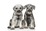 Schnauzer Dogs Breed - Information, Temperament, Size & Price | Pets4Homes