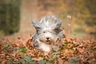 Bearded Collie Dogs Breed - Information, Temperament, Size & Price | Pets4Homes