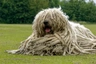 Komondor Dogs Raza - Características, Fotos & Precio | MundoAnimalia