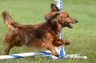 Miniature Dachshund Dogs Breed - Information, Temperament, Size & Price | Pets4Homes