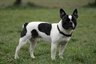 French Bulldog Dogs Breed - Information, Temperament, Size & Price | Pets4Homes