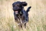 Bordoodle Dogs Breed - Information, Temperament, Size & Price | Pets4Homes