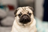 Pug Dogs Breed - Information, Temperament, Size & Price | Pets4Homes