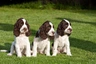 English Springer Spaniel Dogs Breed - Information, Temperament, Size & Price | Pets4Homes